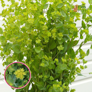 R25. Apaļlapu bupleira - Garibaldi