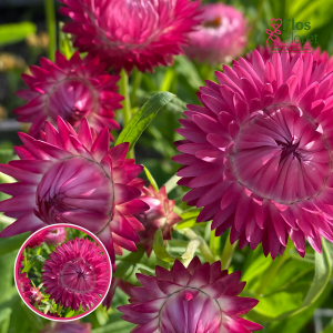 Seglapu salmene - Dark Rose. SĒKLAS _25s