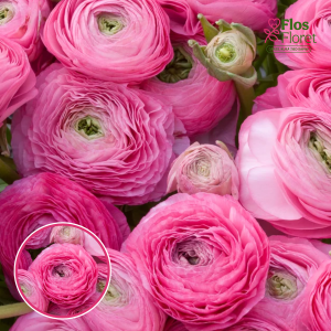 Z15. Āzijas gundegas - Aviv (rozā)