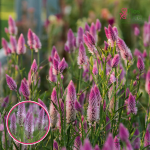 R27. Vārpu celozija - Flamingo Carmine