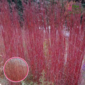 Žerāra andropogone - Red October