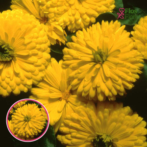 Ārstniecības kliņģerīte - Bon Bon Yellow. SĒKLAS _20s