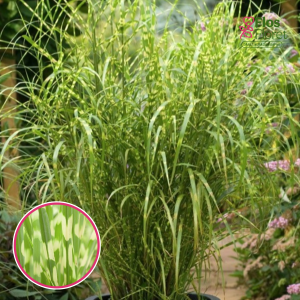 Ķīnas miskante - Gold Breeze