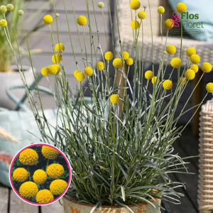 R29. Kraspēdija - Goldstick