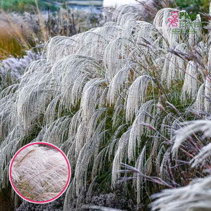 Ķīnas miskante - Silver Charm