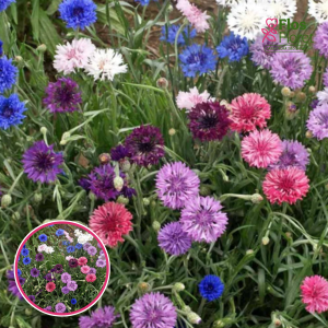 Rudzupuķe - Cabrilla Mix. SĒKLAS _20s