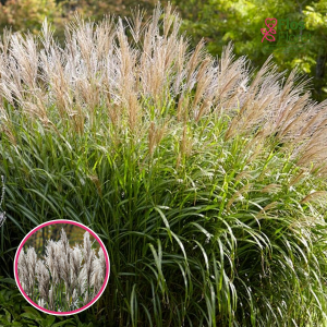 Ķīnas miskante - Malepartus