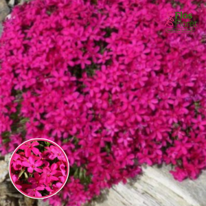 Duglasa floksis - Ochsenblut