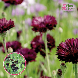 Rudzupuķe - Black Boy. SĒKLAS _20s