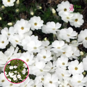 Duglasa floksis - White Admiral