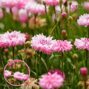 Rudzupuķe - Pink Ball. SĒKLAS _20s