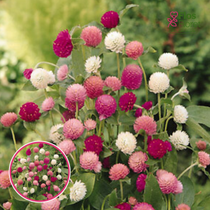 R35. Lodveida gomfrēna - QIS Mix