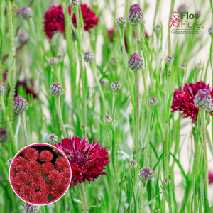 Rudzupuķe - Red Ball. SĒKLAS _20s