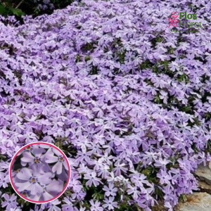 Aslapu floksis - G.F. Wilson