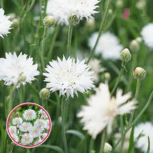 Rudzupuķe - White Ball . SĒKLAS _20s