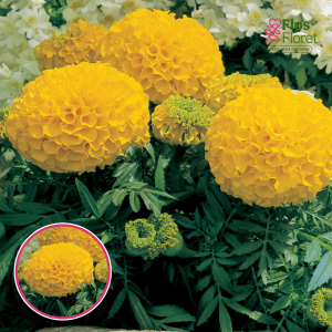 Augstā samtene - F1 Antigua Gold . SĒKLAS _10s