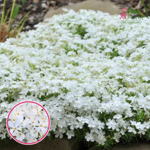 Aslapu floksis - Maischnee