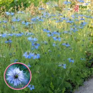 R38. Damaskas nigella - Miss Jeckyll Blue