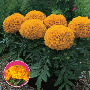 Augstā samtene - F1 Antigua Orange . SĒKLAS _10s