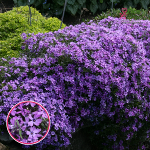 Aslapu floksis - Purple Beauty