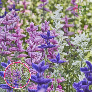 R39. Zaļziedu salvija - Sagitta Formula Mix