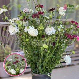 R40. Purpura skabioza - Chirocco Mix