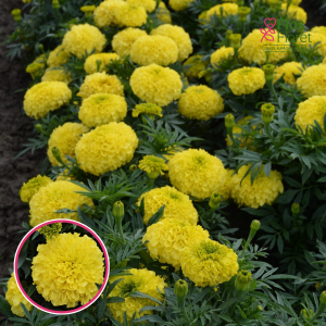 Augstā samtene - Antigua Primrose. SĒKLAS _10s