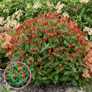 Spigēlija - Ragin Cajun