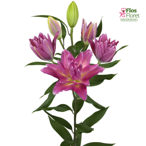 138A. - Lilija OR ROSELILY Aranza