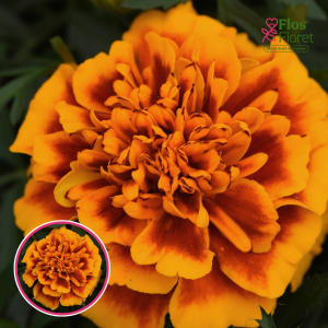 Zemā samtene - nana Aton Flamed. SĒKLAS _25s