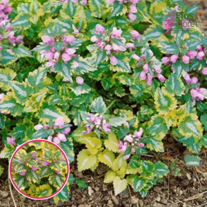 Plankumainā panātre - Anne Greenaway 