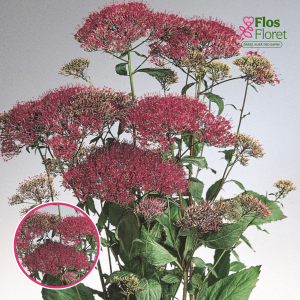 R43. Trahēlija - Corine Red