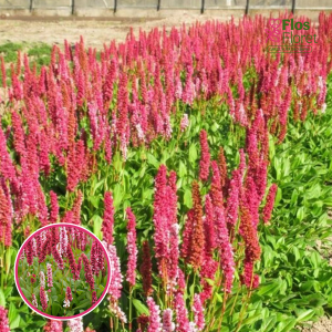 Persikārijas - Darjeeling Red