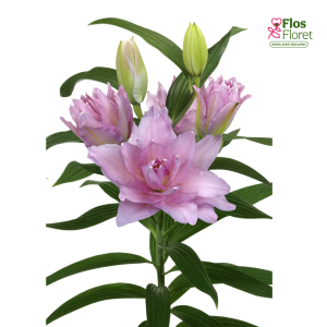 140A. - Lilija OR ROSELILY Cordula