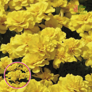 Zemā samtene - nana Safari Yellow. SĒKLAS _25s