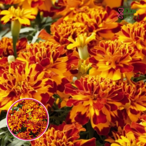 Zemā samtene -  Safari Bolero. SĒKLAS _25s