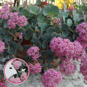 Laimiņš - Sedum sieboldii