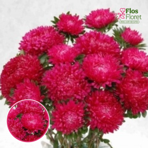 Ķīnas astere - Syringa Dark Pink. SĒKLAS _25s