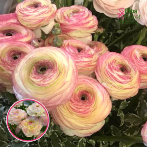 Z17. Āzijas gundegas - ELEGANCE® 'Bianco Sfumato'