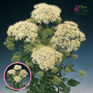 R46. Trahēlija - Lake Michigan White