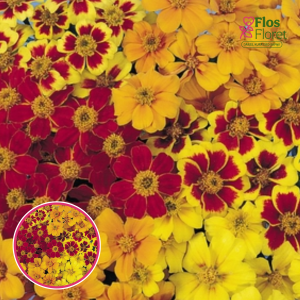 Zemā samtene - Disco Mix. SĒKLAS _25s