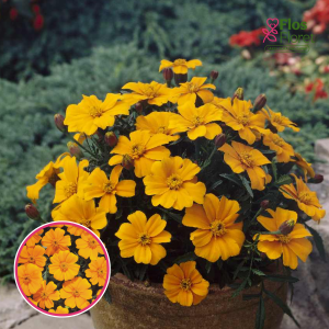 Zemā samtene - Disco Orange. SĒKLAS _25s