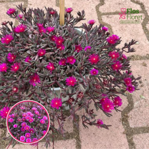 Kūpera pusdienziede - Desert Dancer Purple