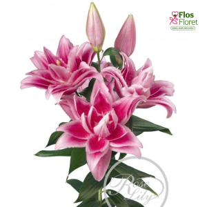 144A. - Lilija OR ROSELILY Jasmina