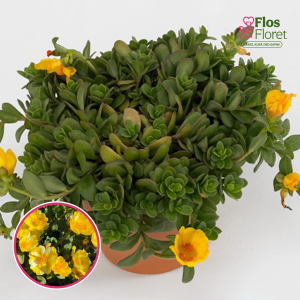 R48. Portulaka - PortoGrande Yellow Star