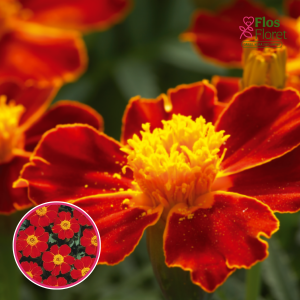 Zemā samtene - Disco Red. SĒKLAS _25s