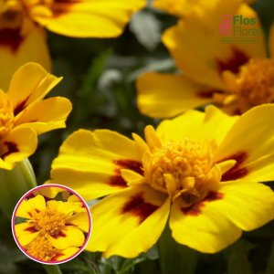 Zemā samtene - Disco Marietta. SĒKLAS _25s