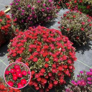 Kūpera pusdienziede - Desert Dancer Red