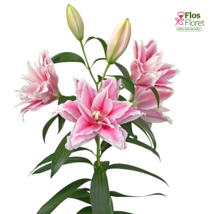 146A. - Lilija OR ROSELILY Lucia