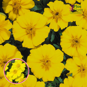 Zemā samtene - Disco Golden Yellow. SĒKLAS _25s